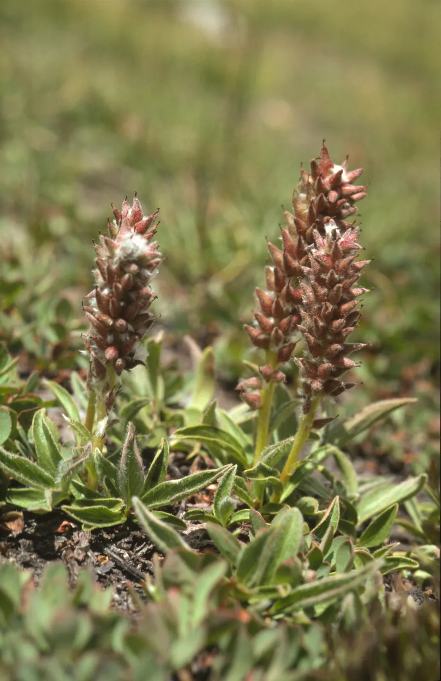 Salix arctica var. petraea