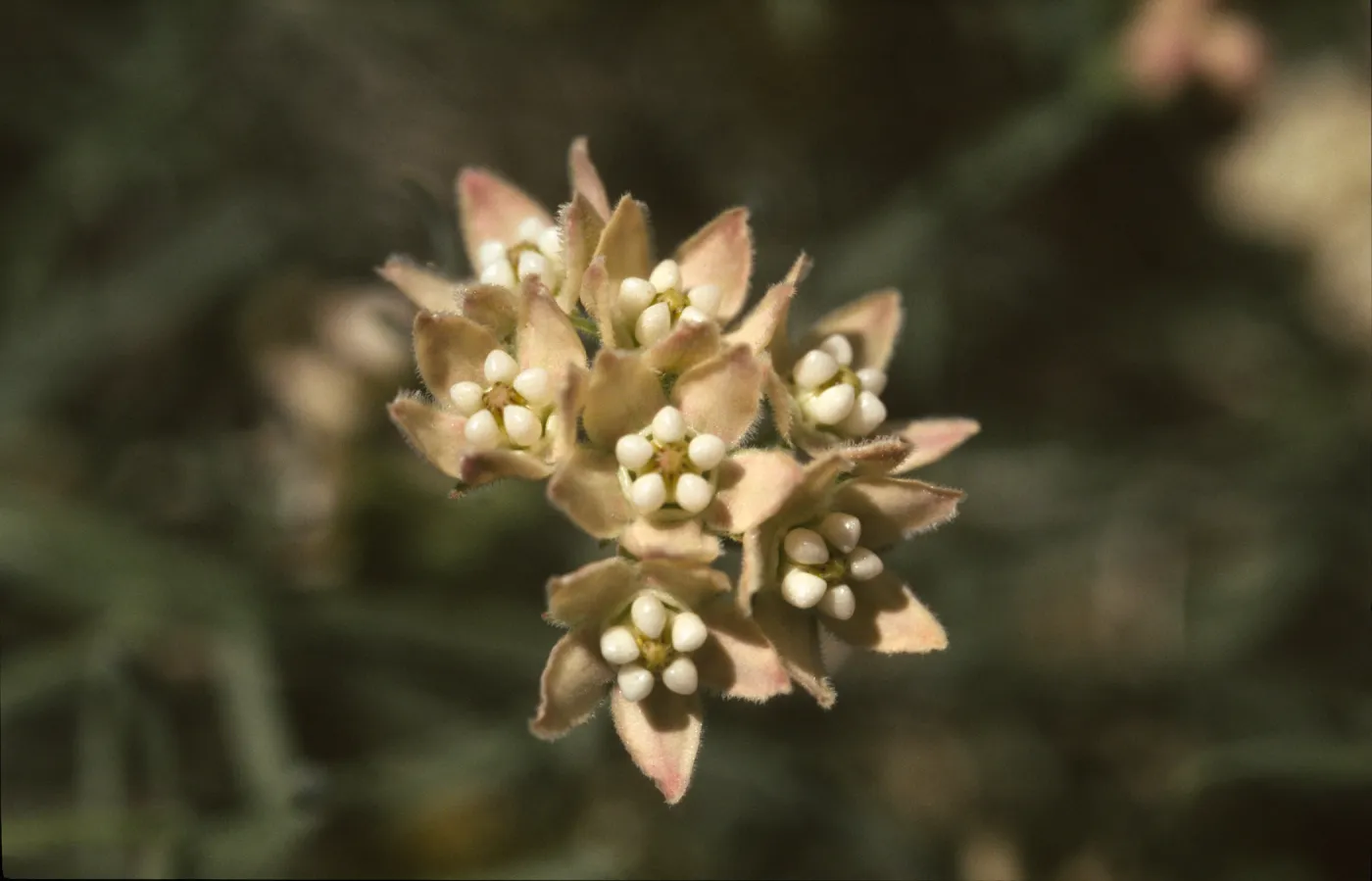 Sarcostemma