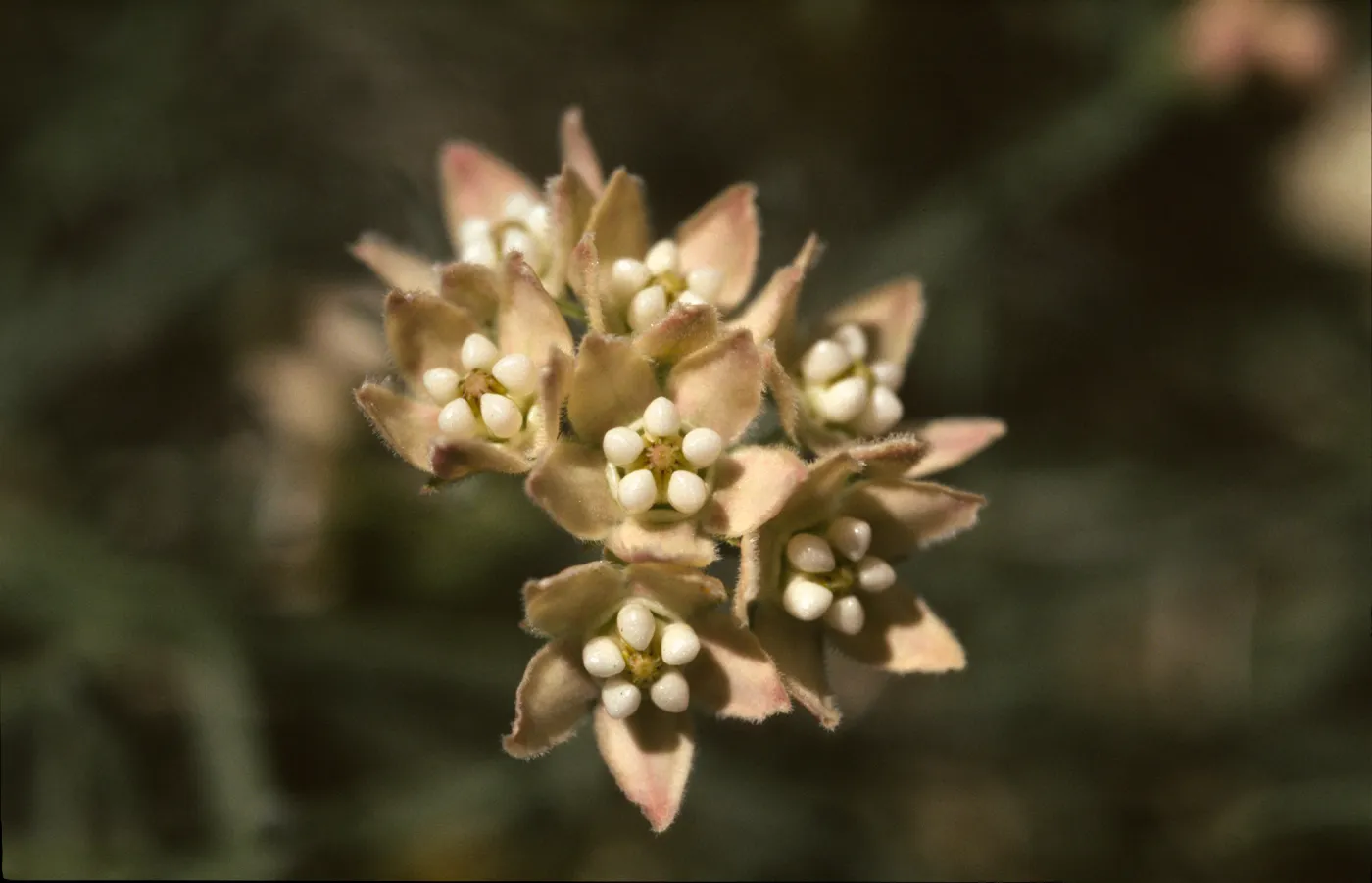 Sarcostemma