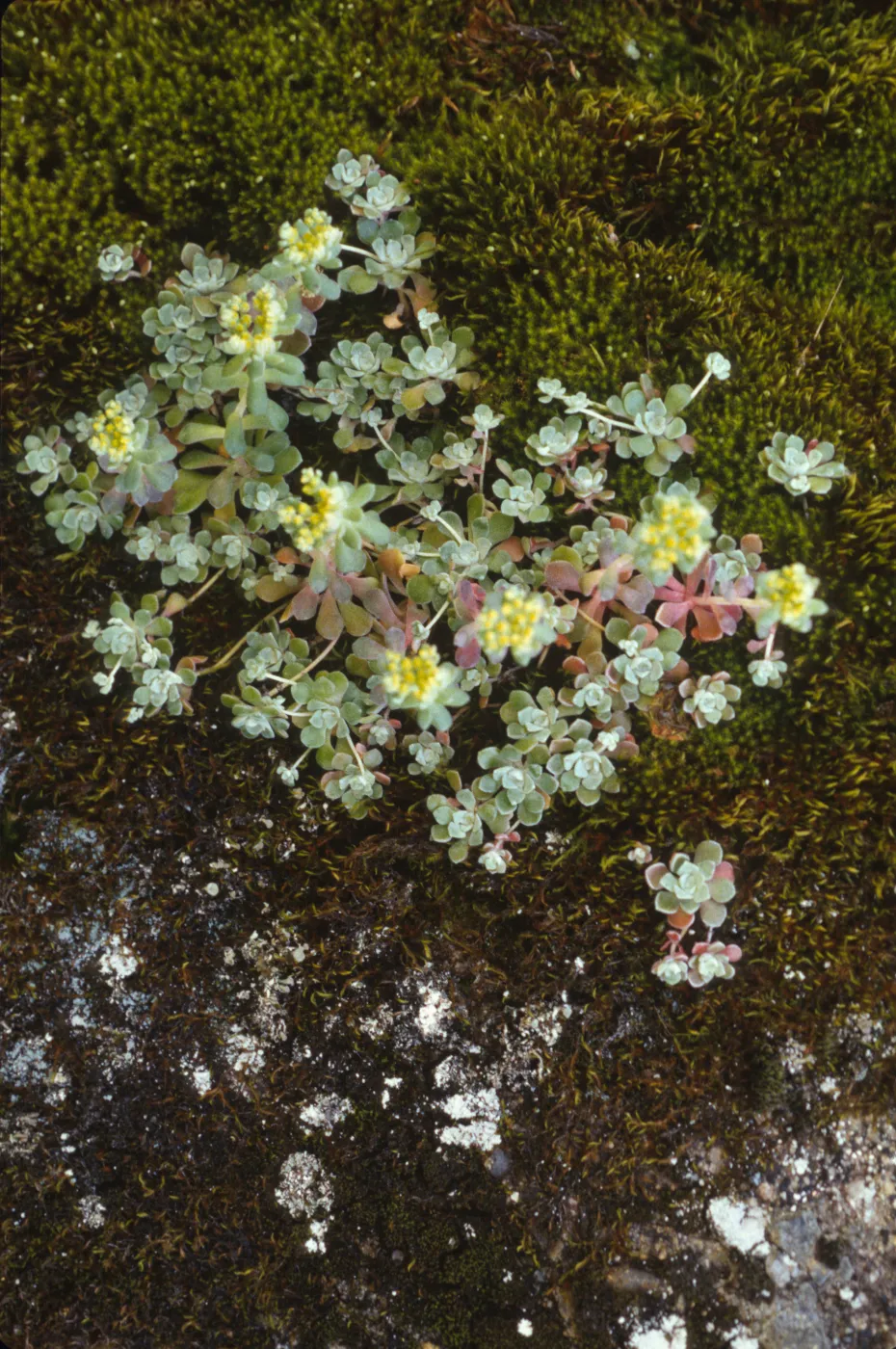 Sedum spathulifolium