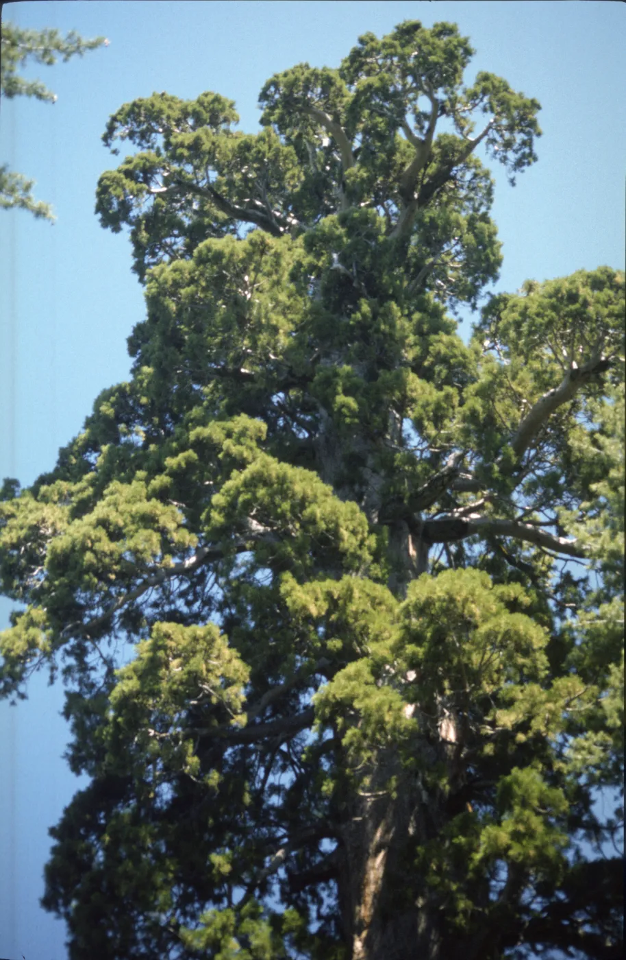 Sequoiadendron