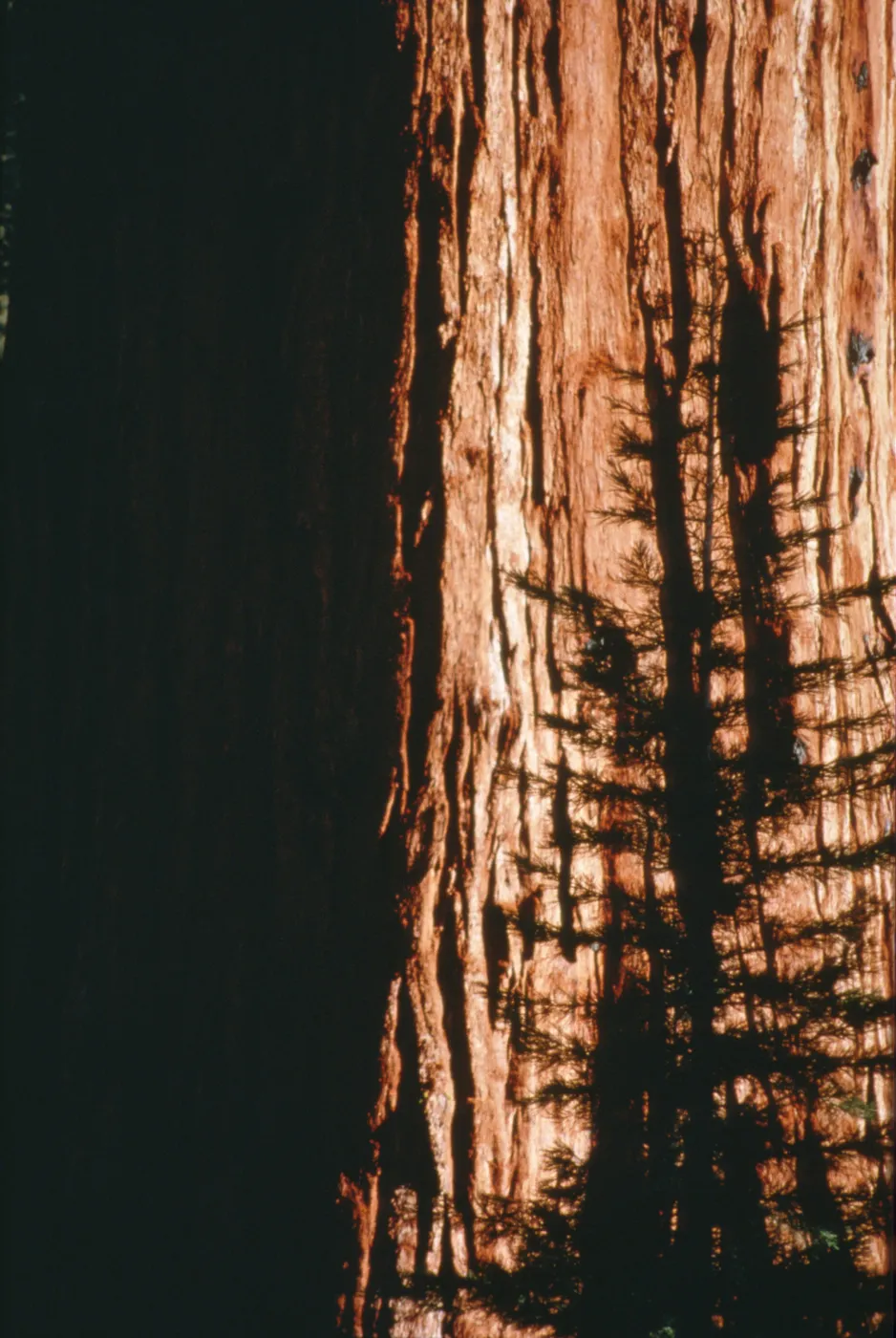 Sequoiadendron