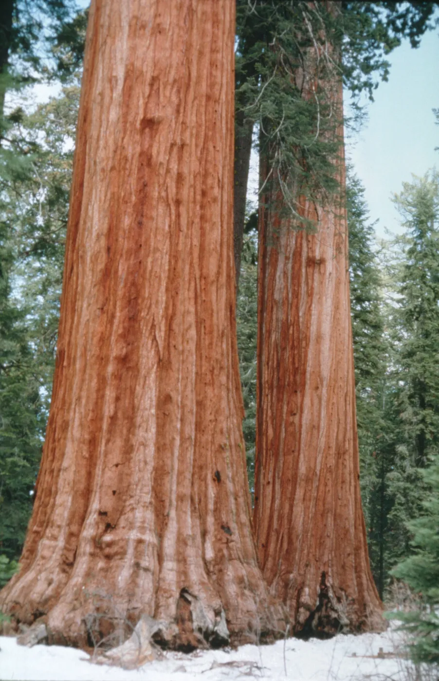 Sequoiadendron