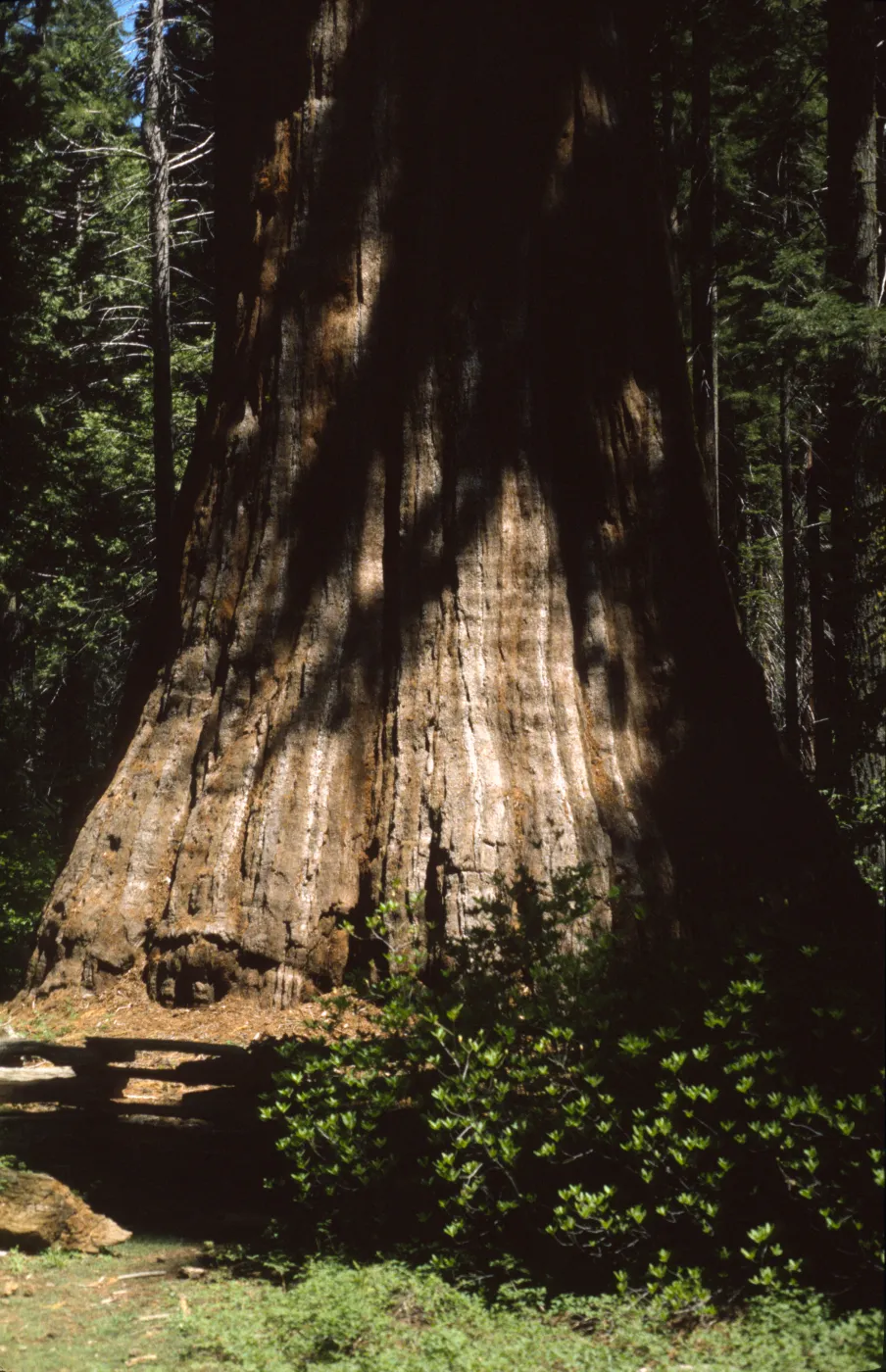 Sequoiadendron