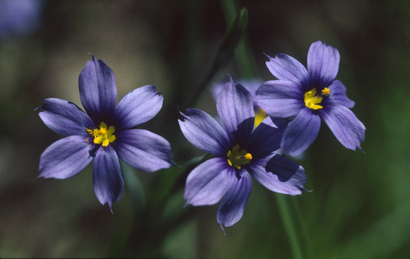 Sisyrinchium bellum