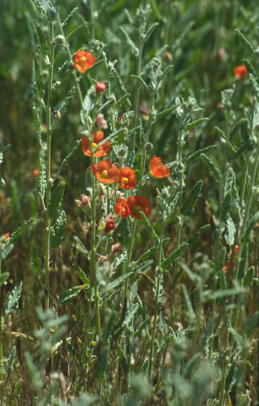 Sphaeralcea angustifolia