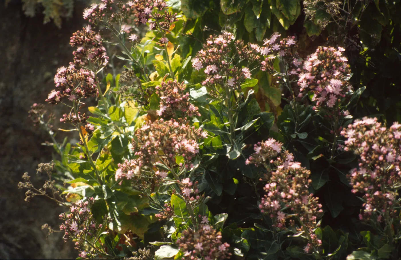 Stephanomeria blairii