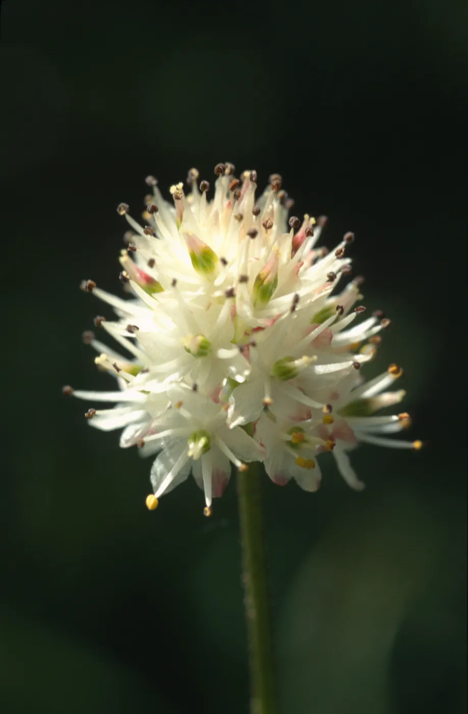 Tofieldia occidentalis