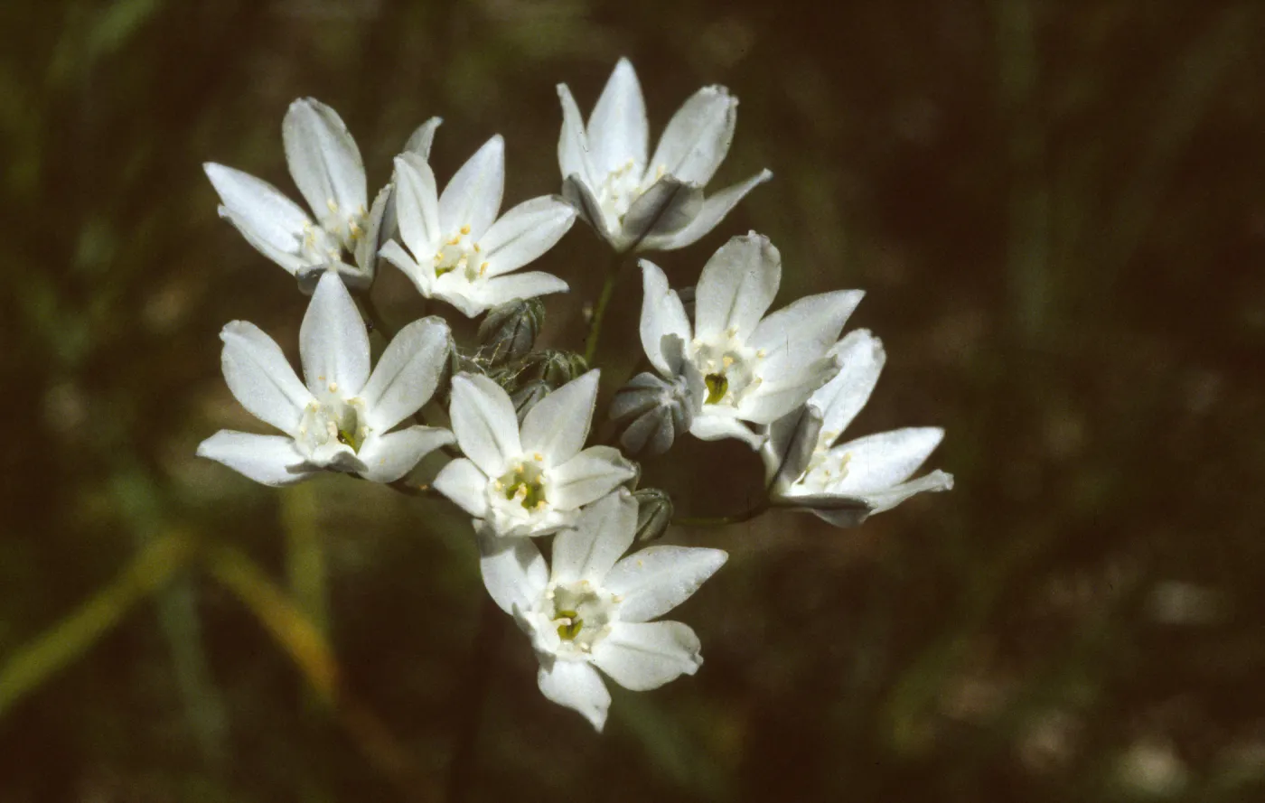 Triteleia hyacinthina