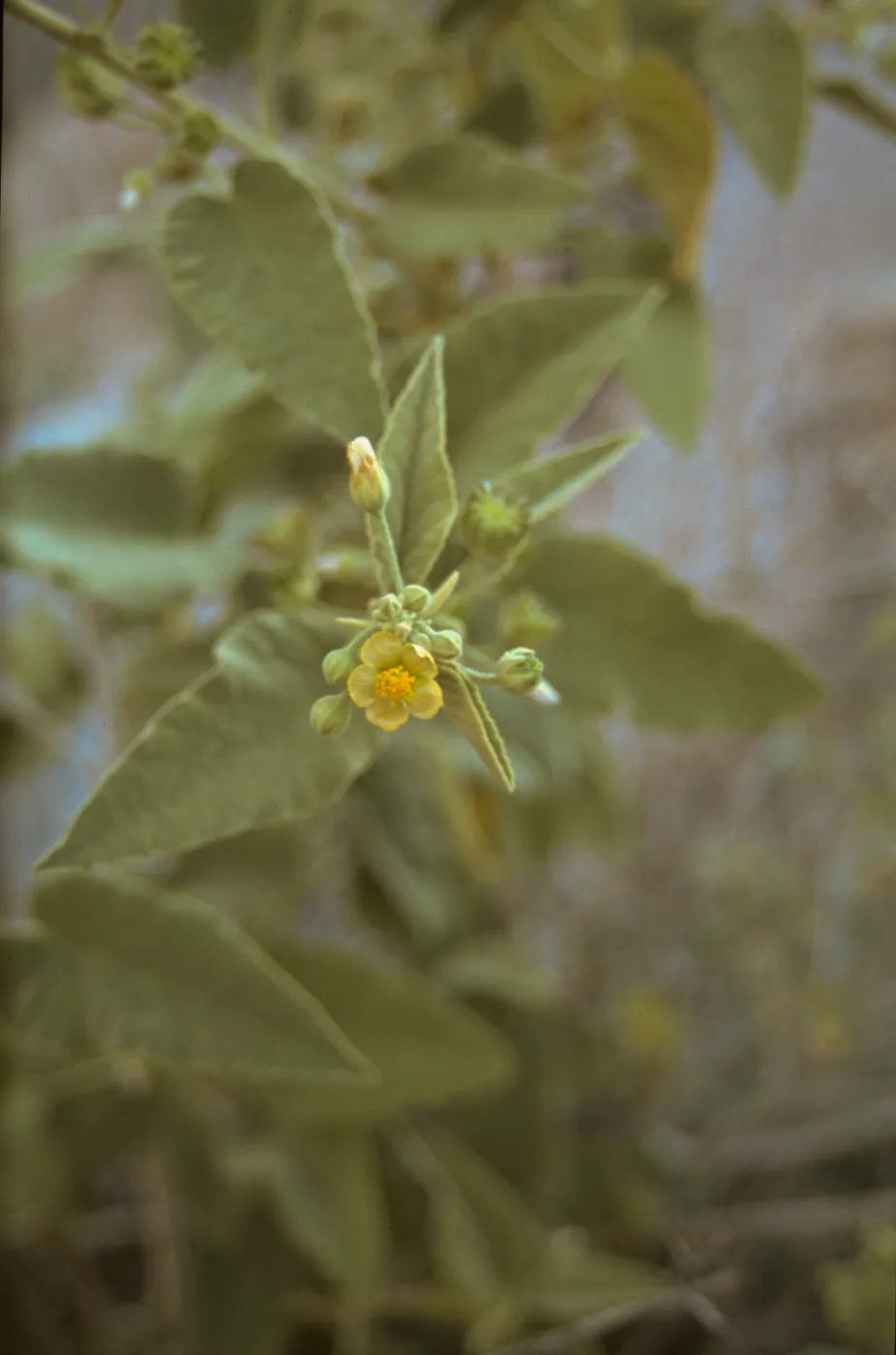 Horsfordia newberryi