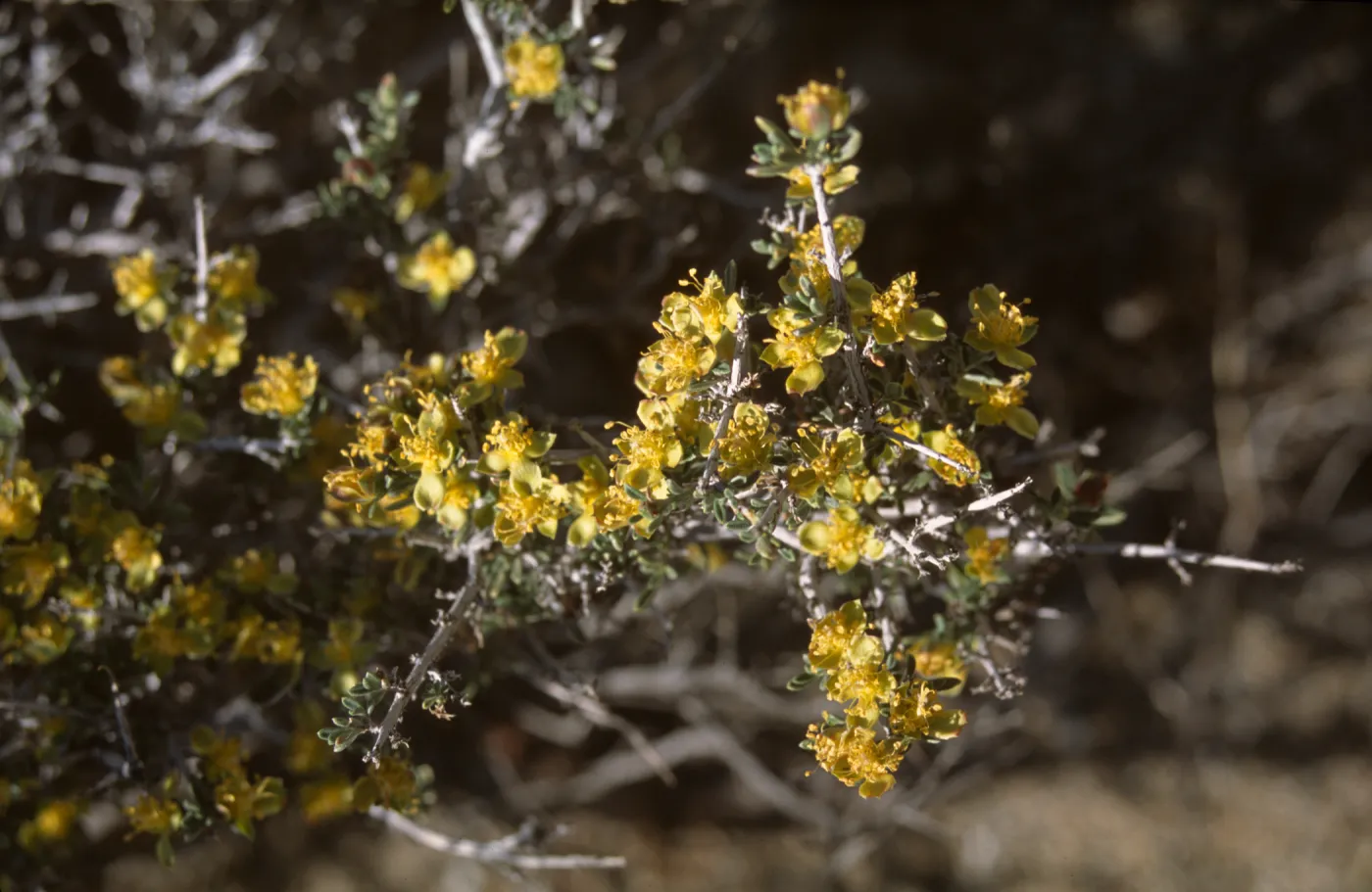 Coleogyne ramosissima