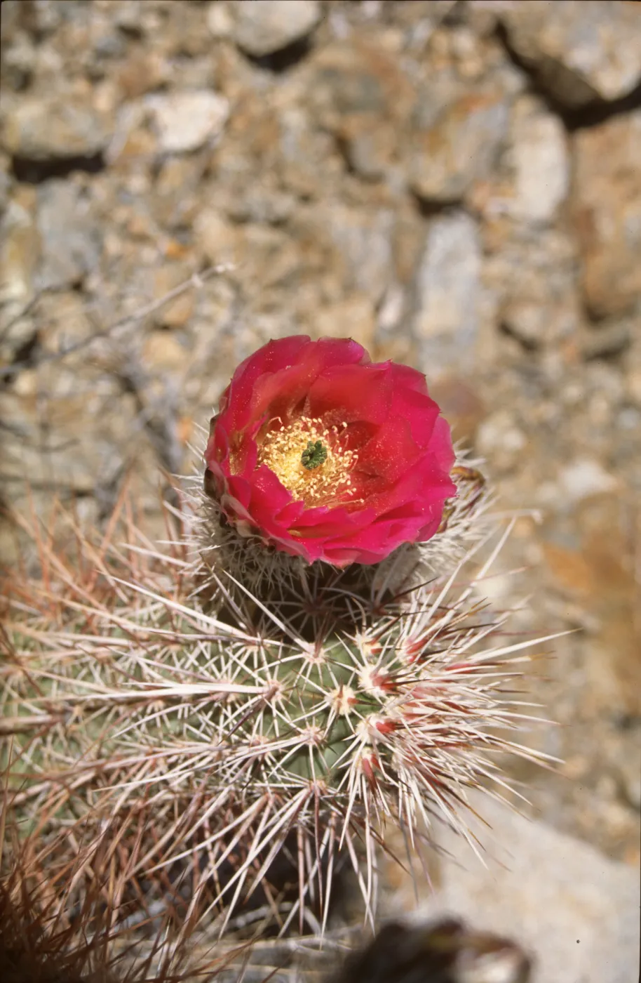 Echinocereus engelmannii