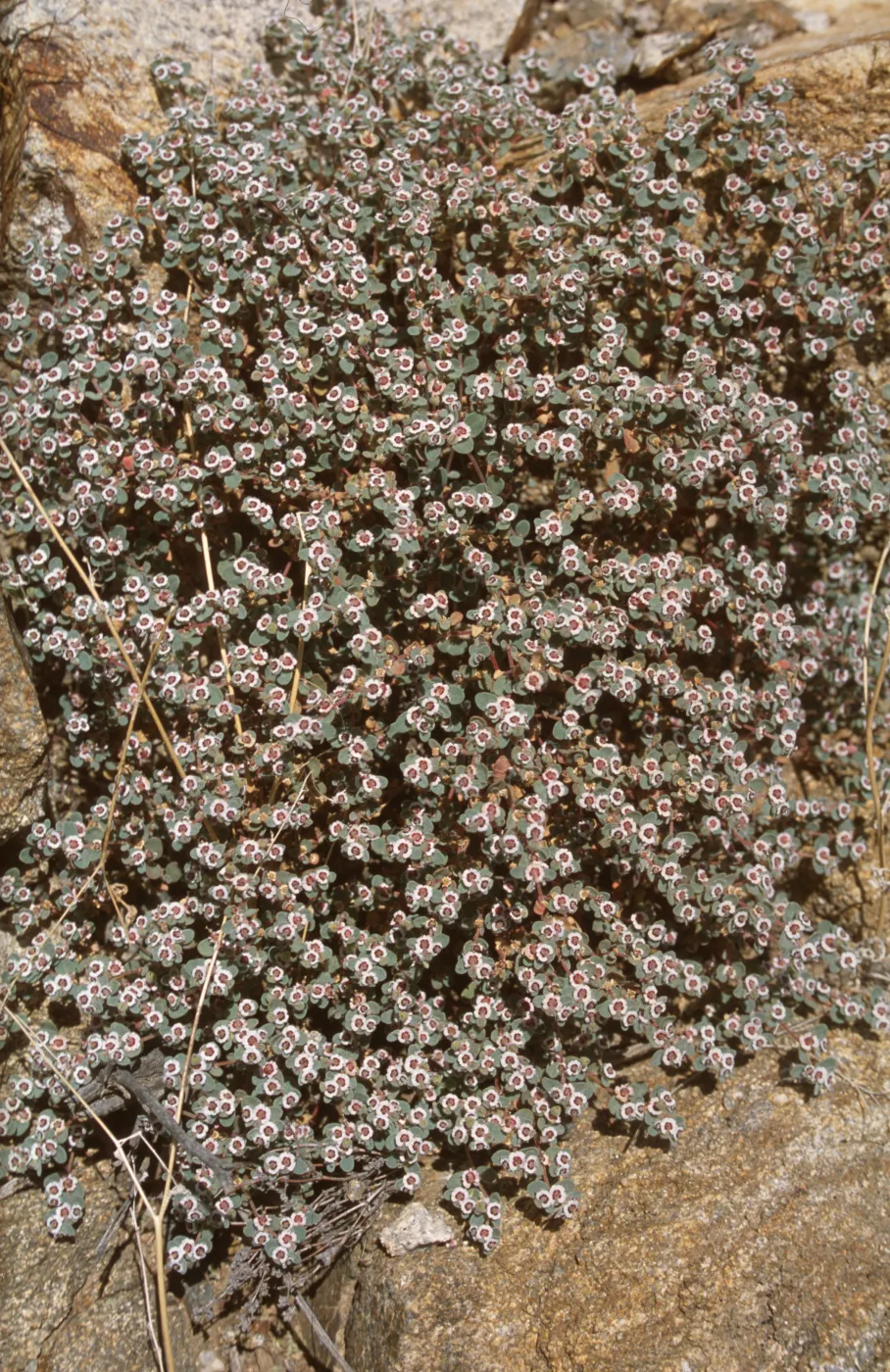 Euphorbia