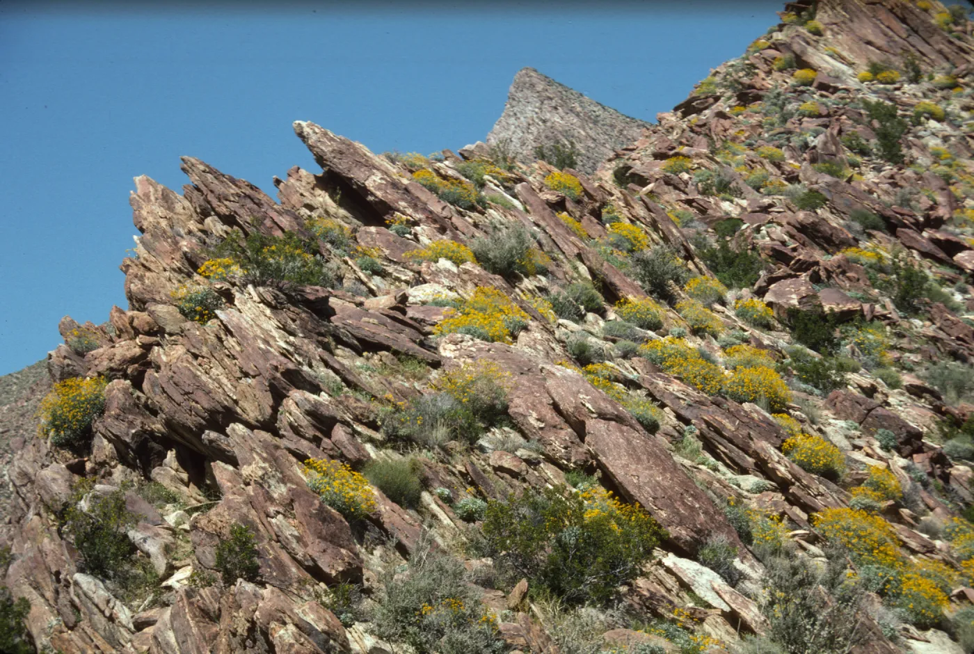 Anza Borrego Palm Canyon