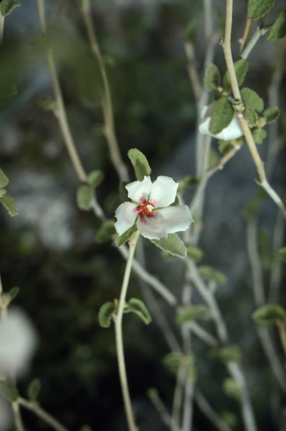 Anza Borrego Nude Wash