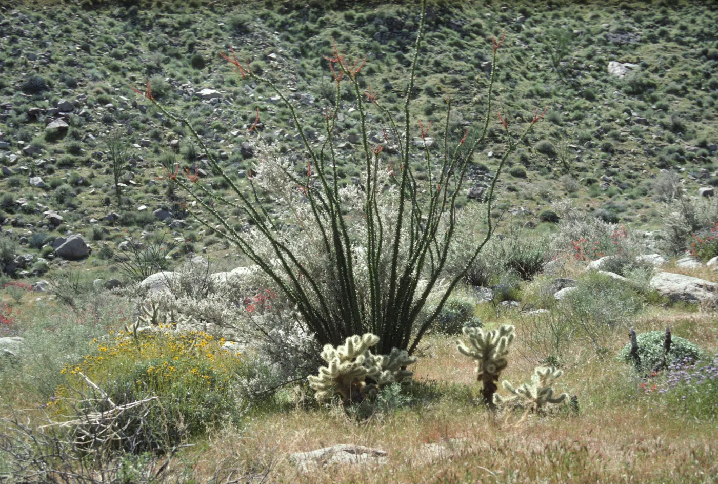 Anza Borrego Ocotillo
