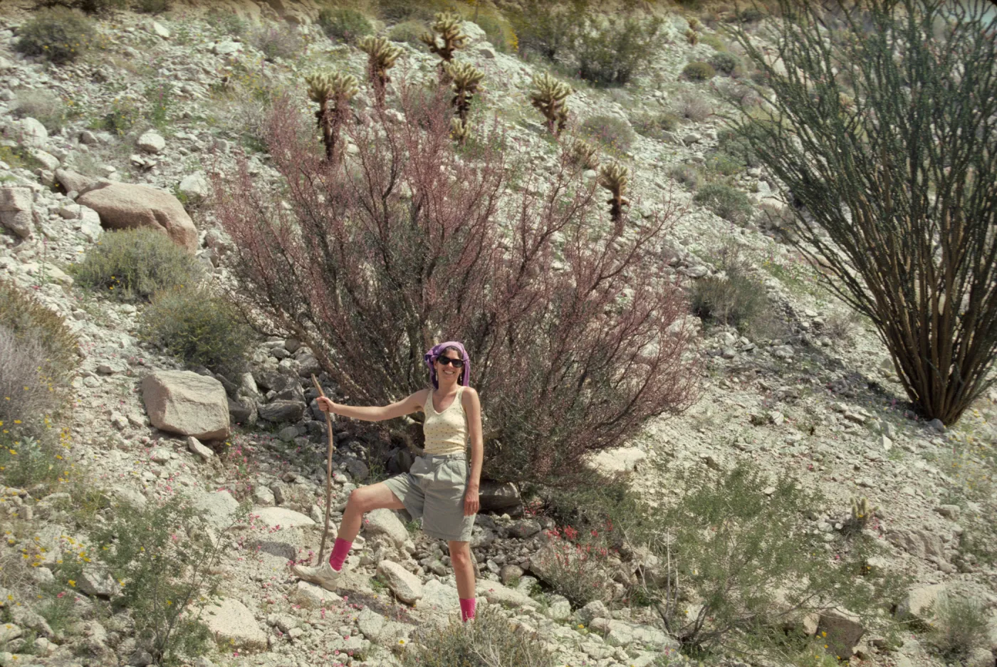 Anza-Borrego, Bursera