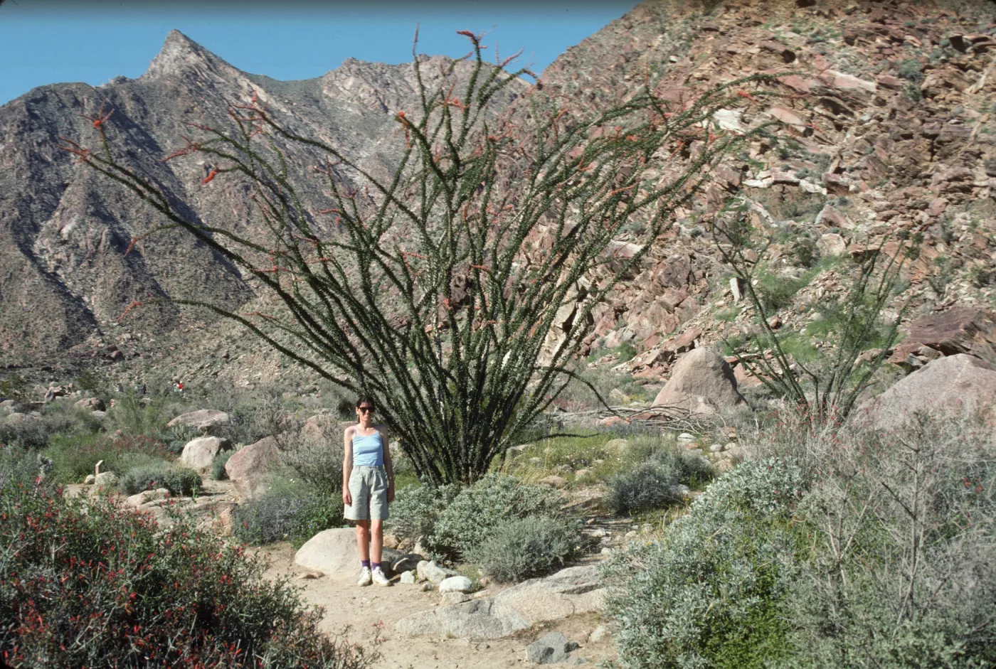 Anza-Borrego, Fouquierra