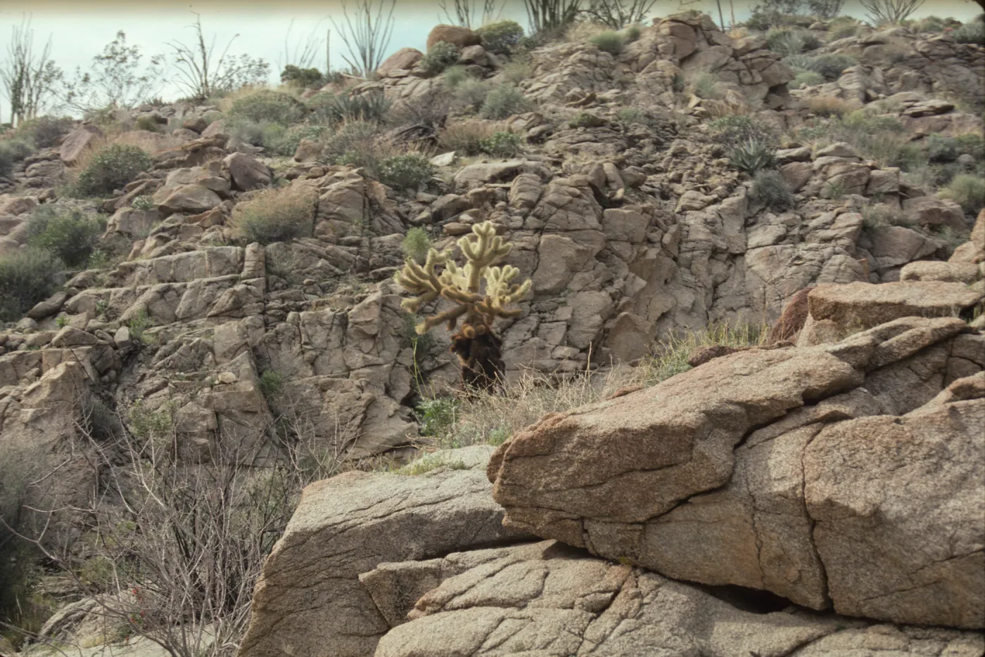 Anza-Borrego, Nude Wash (Prickly-pear)