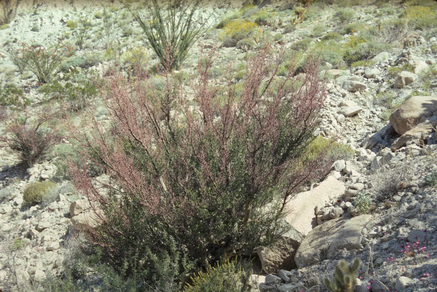 Anza-Borrego Bursera