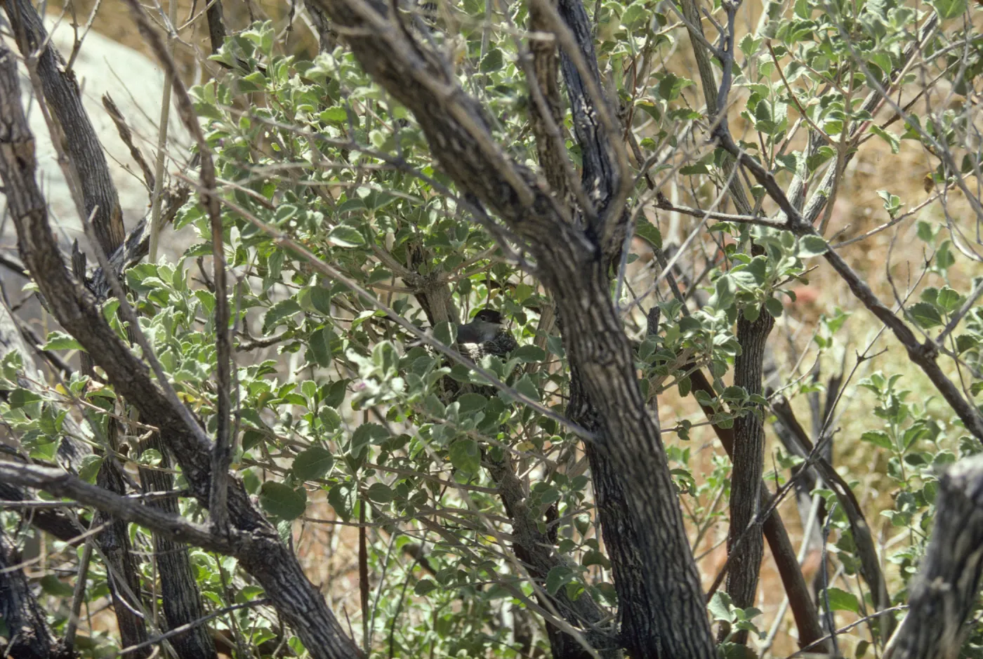 Gnatcatcher in Hyptis