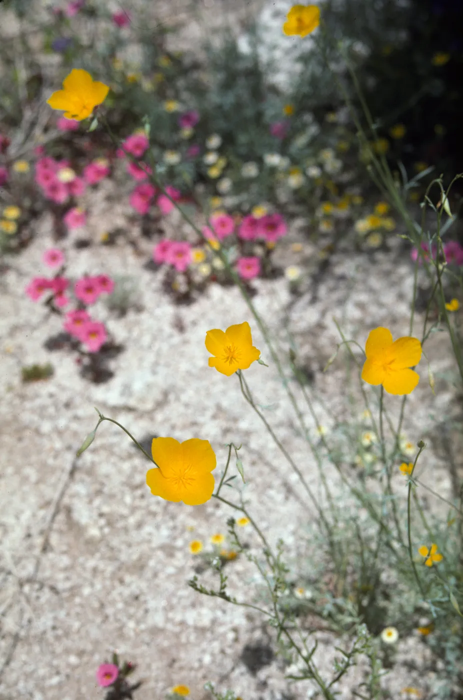 Eschscholzia (California Poppy)