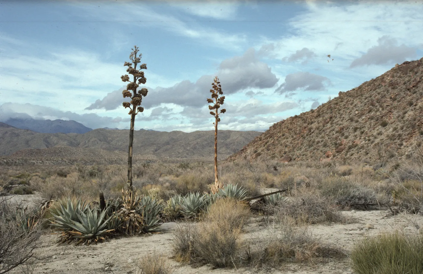 Agaves desertii in Pinyon/Nolina Wash