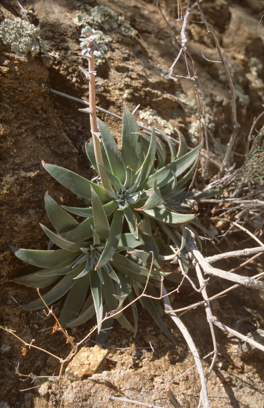 Dudleya (liveforevers)