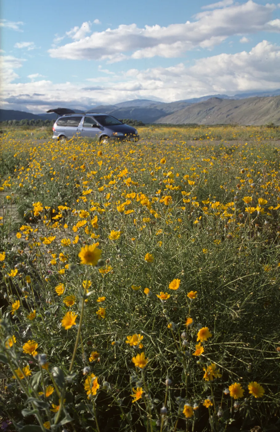 Geraea canescens, wildflowers