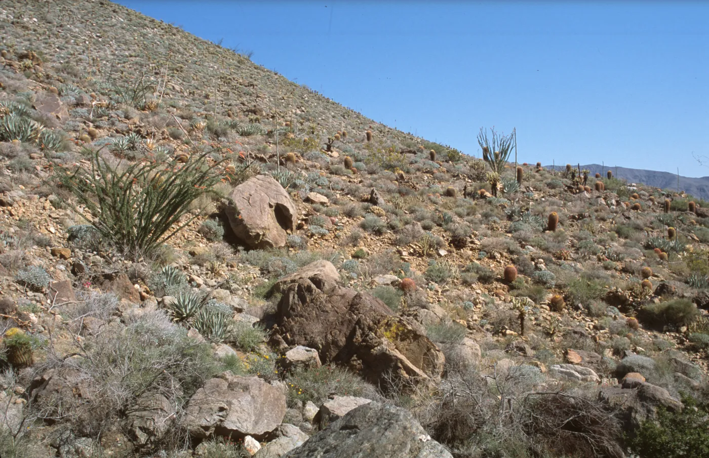 Cacti on slope