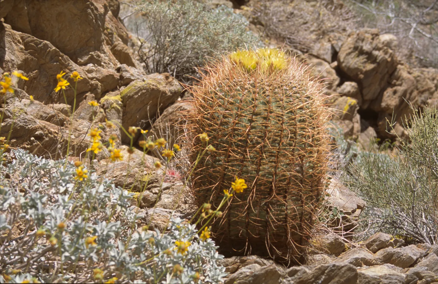 Ferocactus cylindraceus