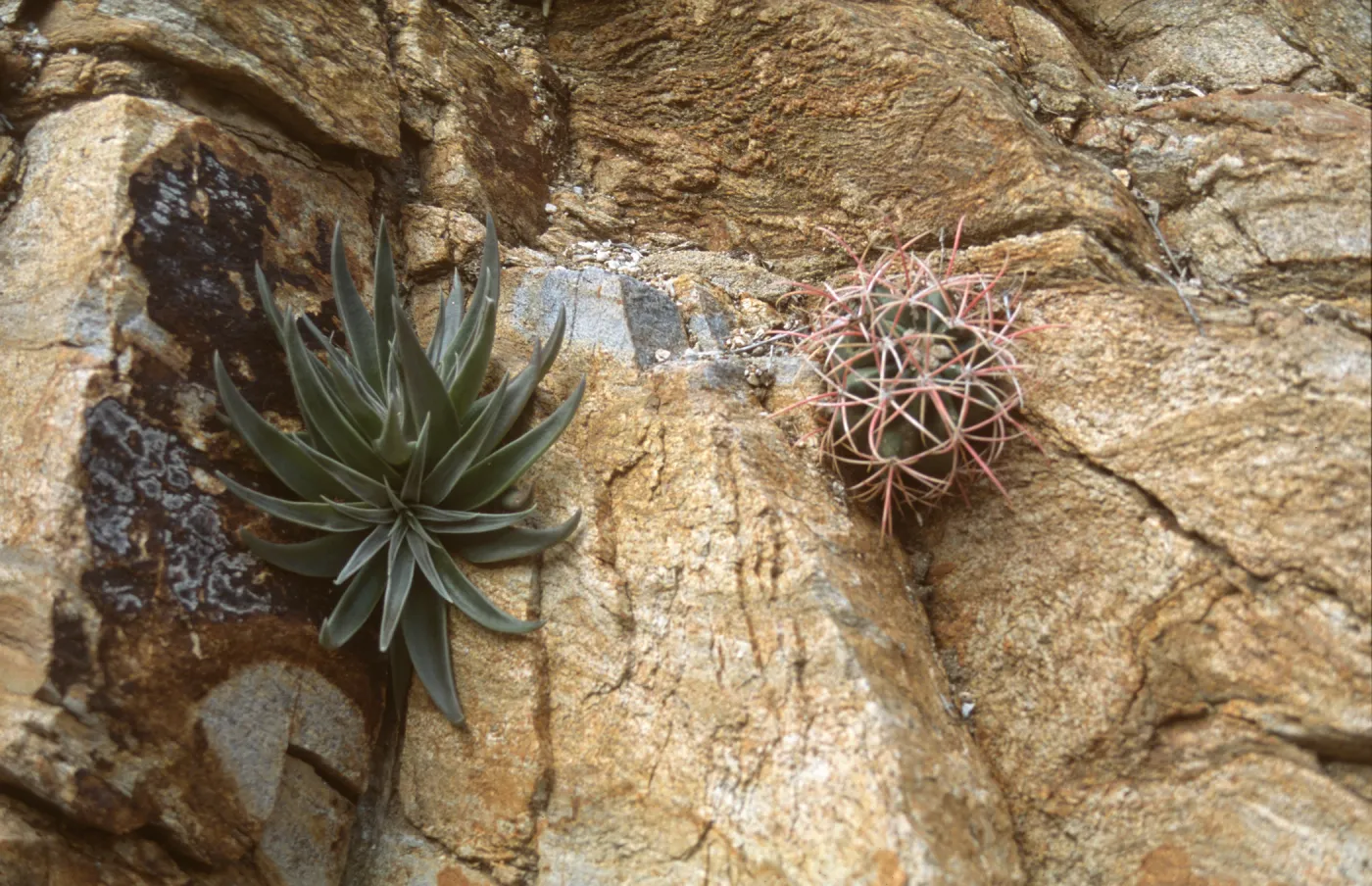Dudleya saxosa & Ferocactus