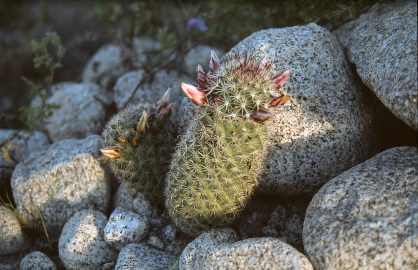 Mammillaria