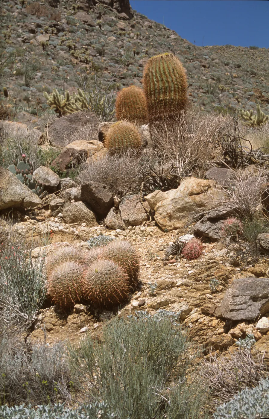 Ferocactus