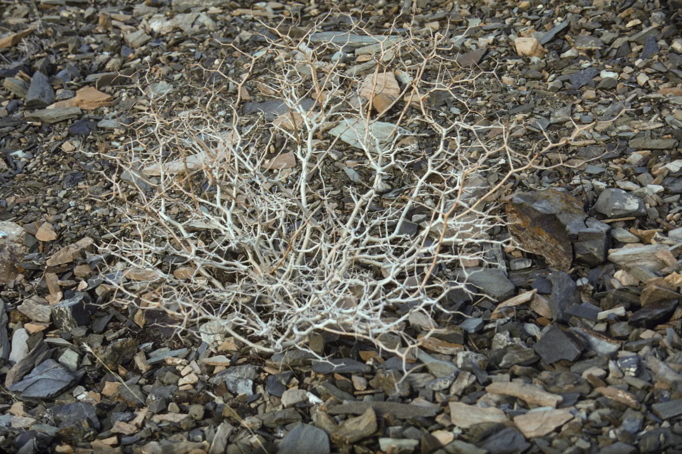 Death Valley National Park