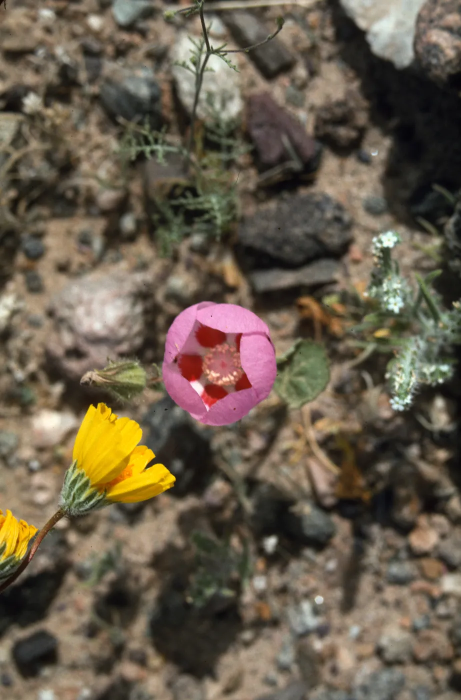 Eremalche rotundifolia