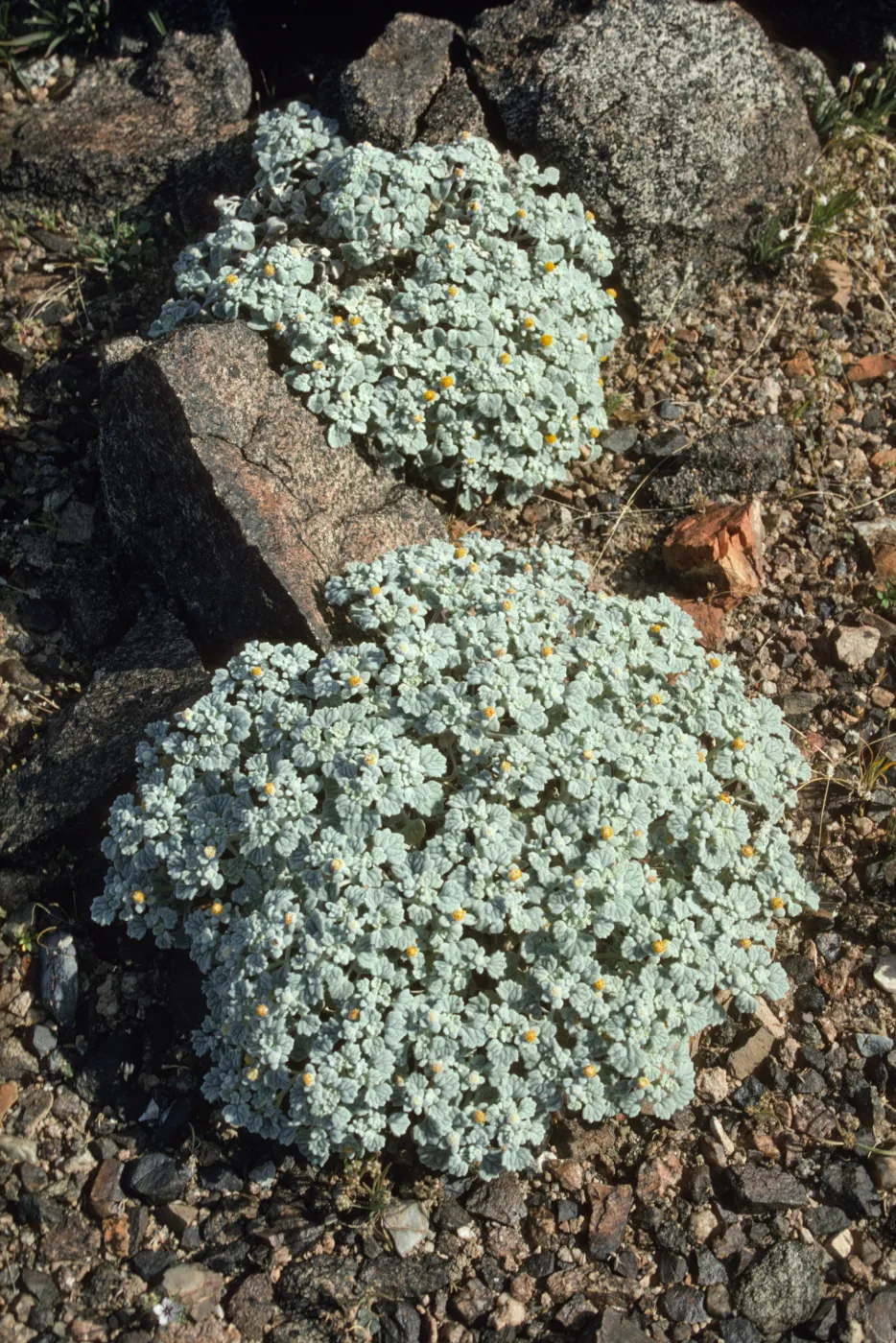 Death Valley National Park