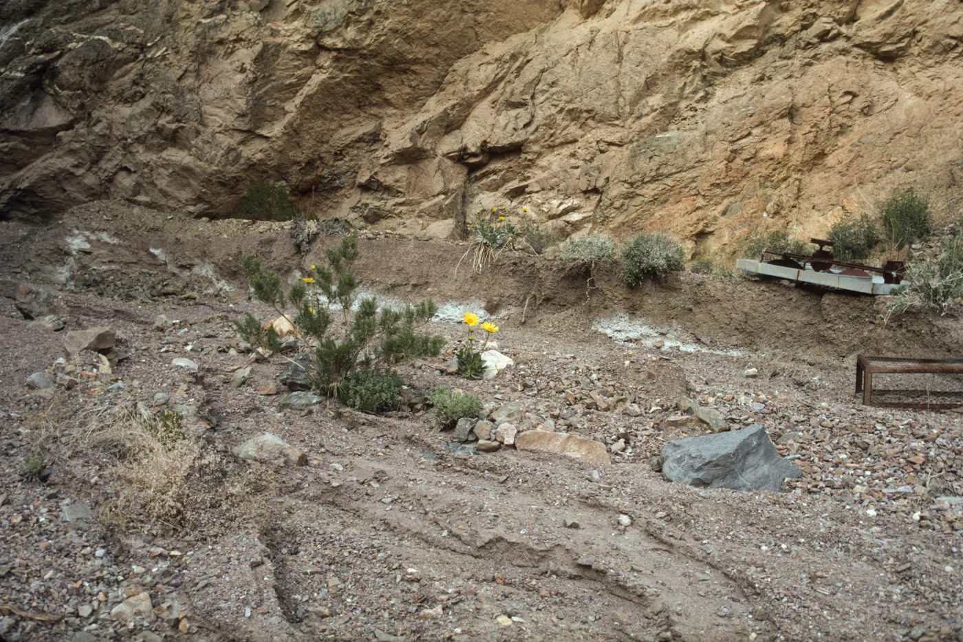 Enceliopsis covillei