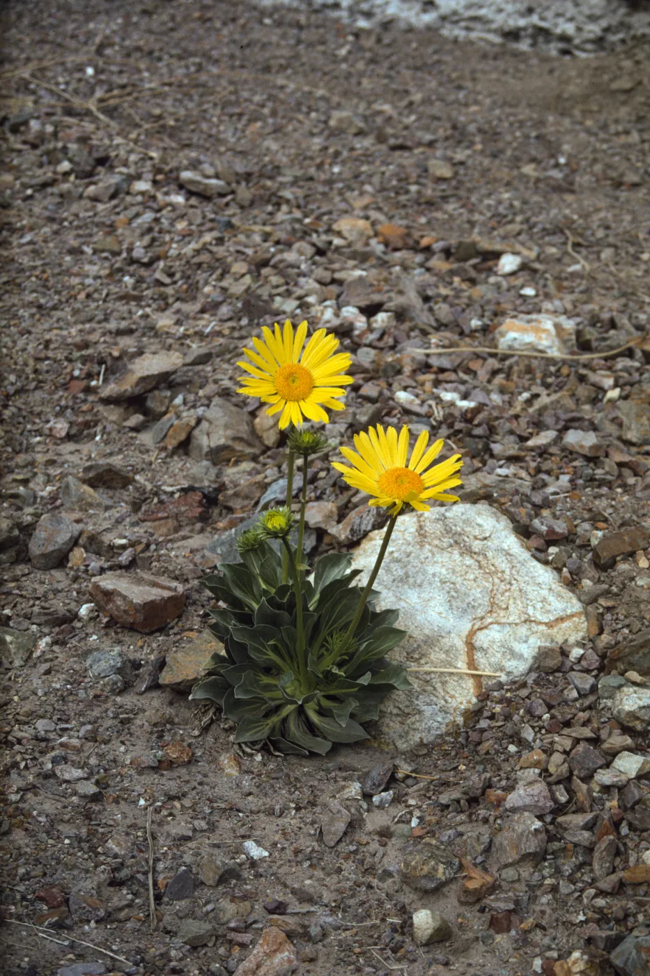 Enceliopsis covillei in bloom