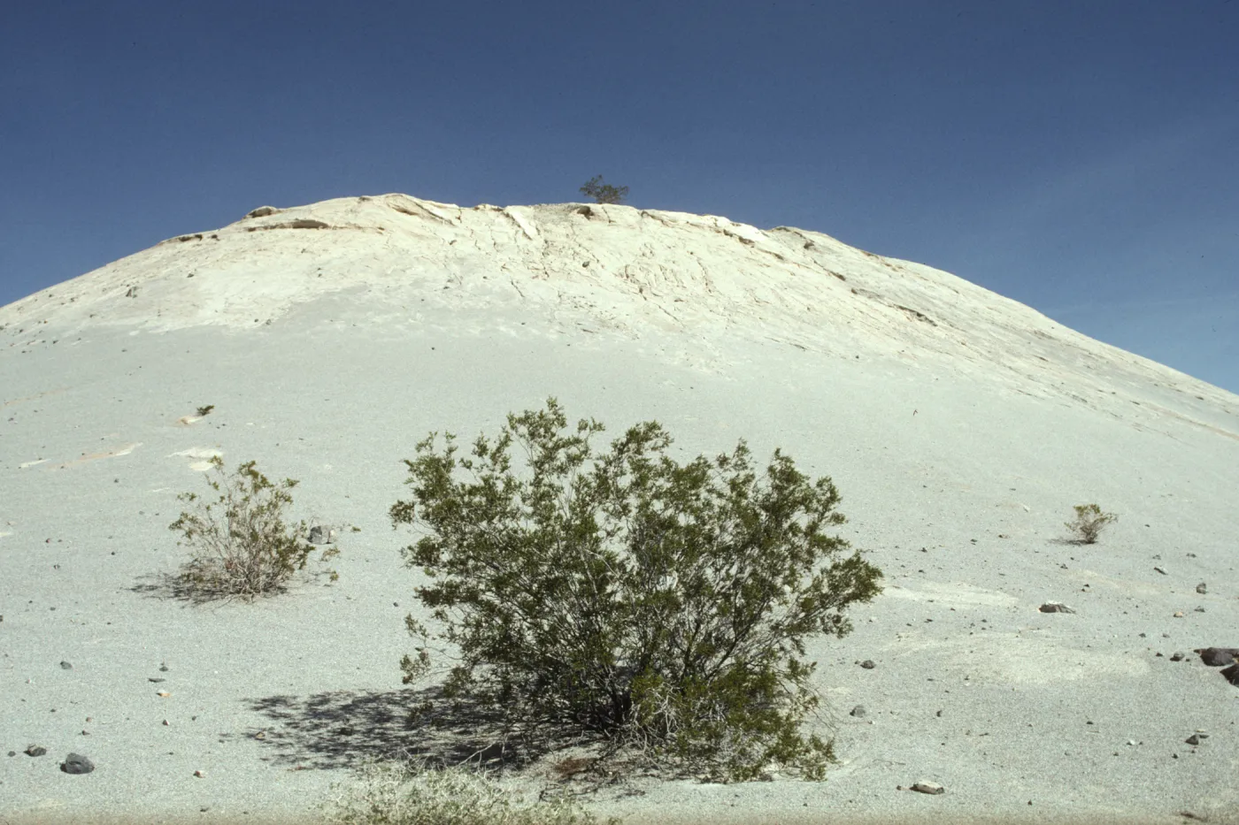 Larrea in mine tailings