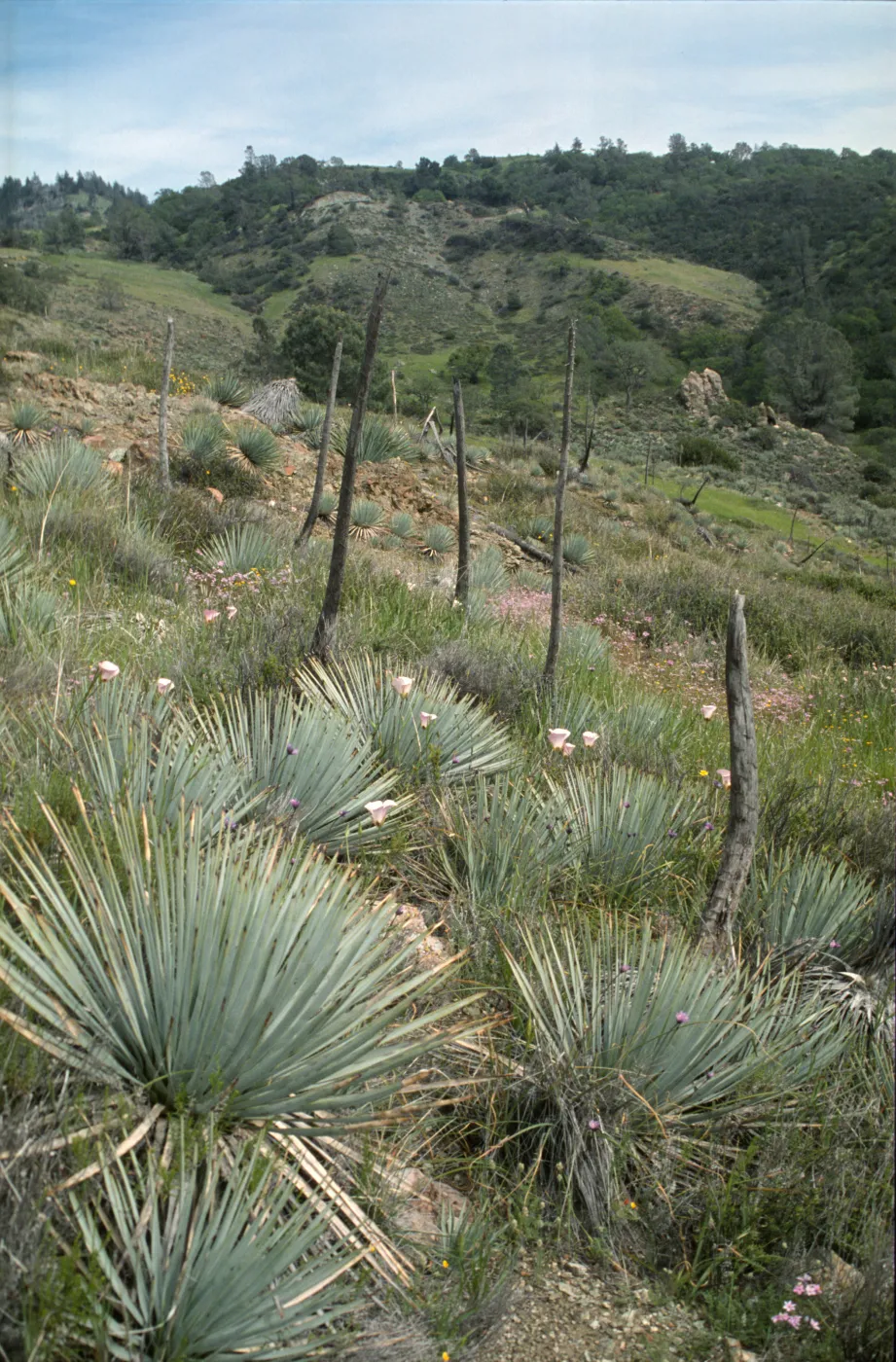 Yucca whipplei