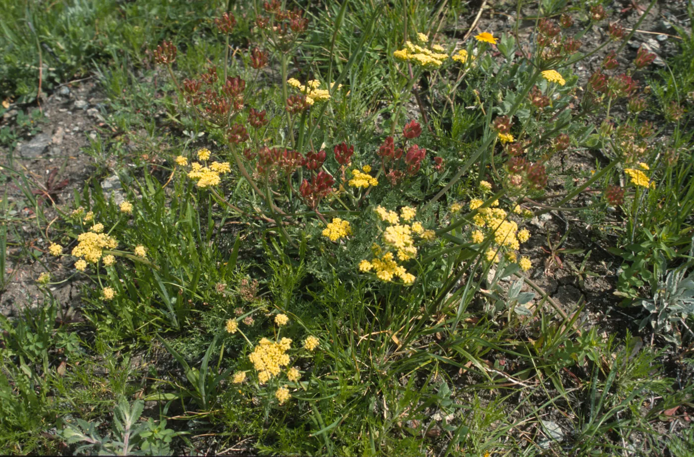 Lomatium
