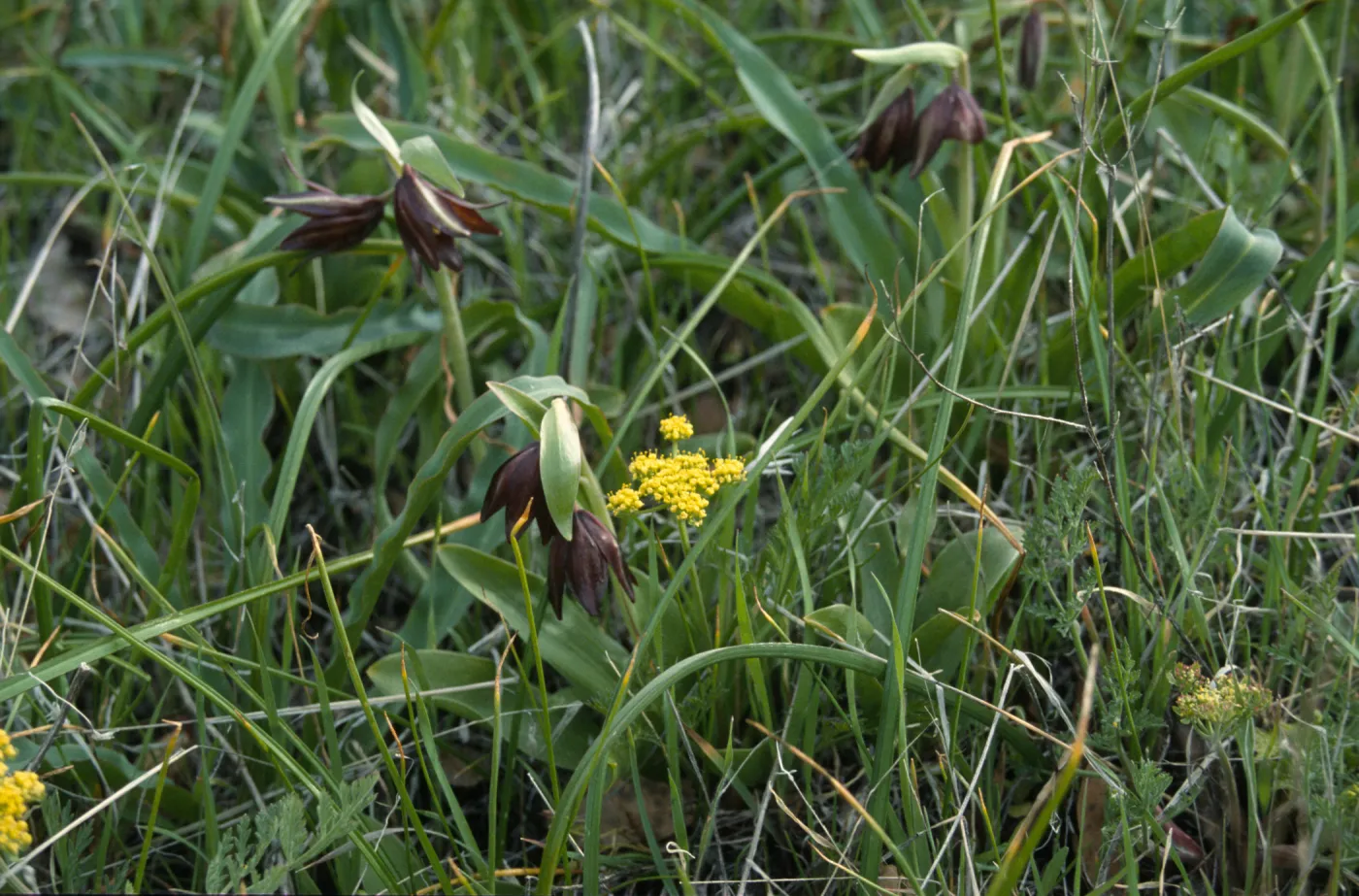 Fritillaria biflora