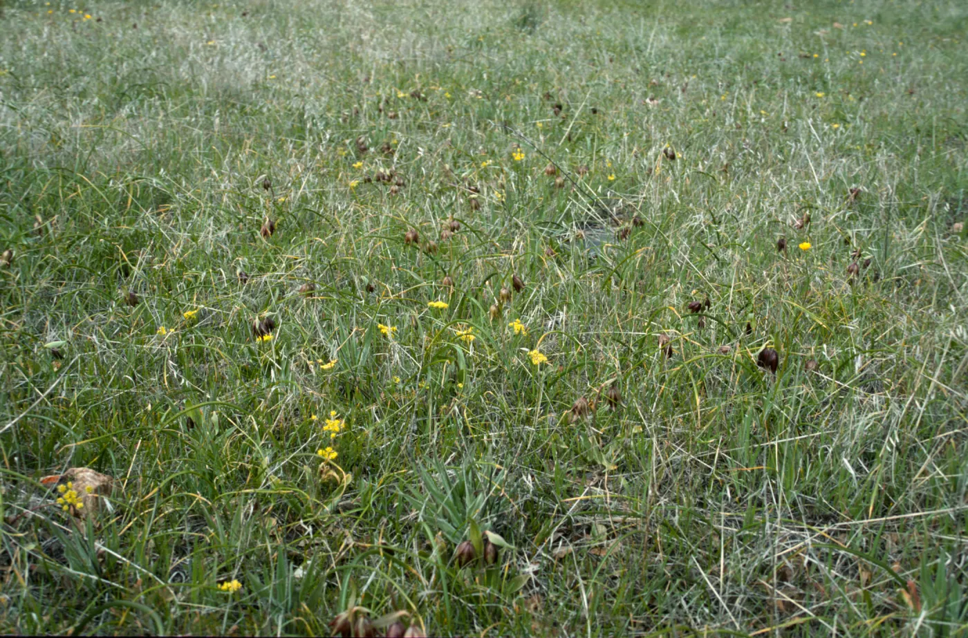 Fritillaria biflora