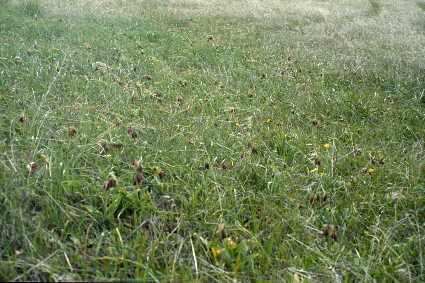 Fritillaria biflora