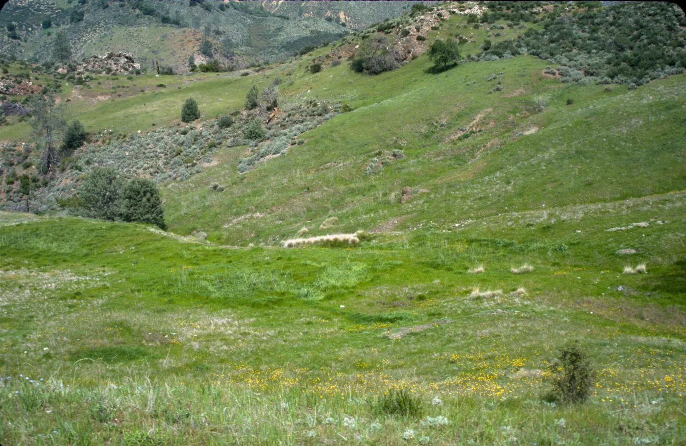 Grassy slope with Muhlenbergia at bottom? 