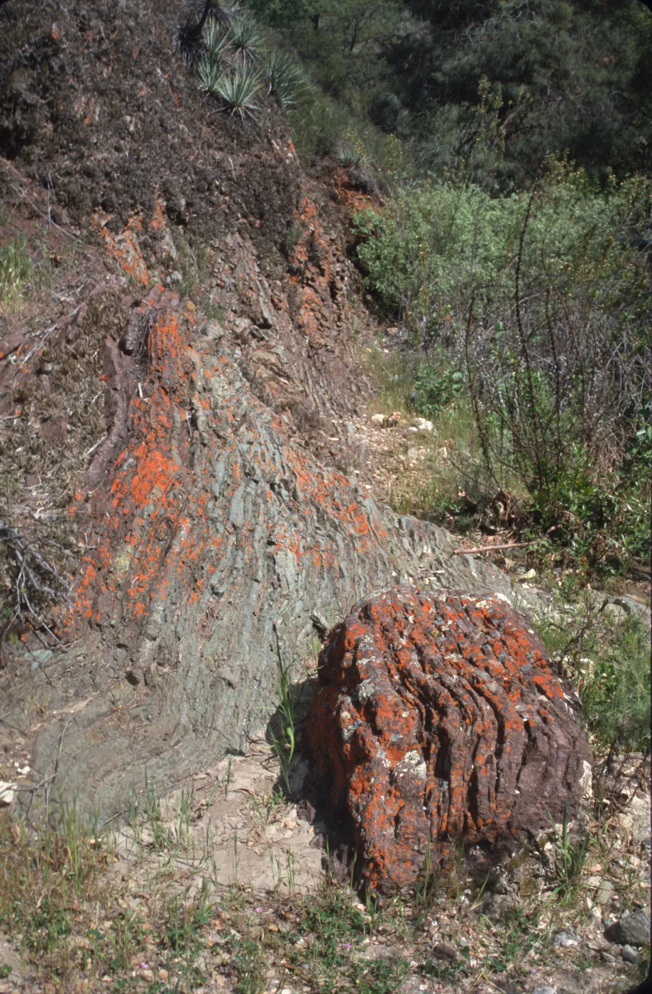 strata & lichens