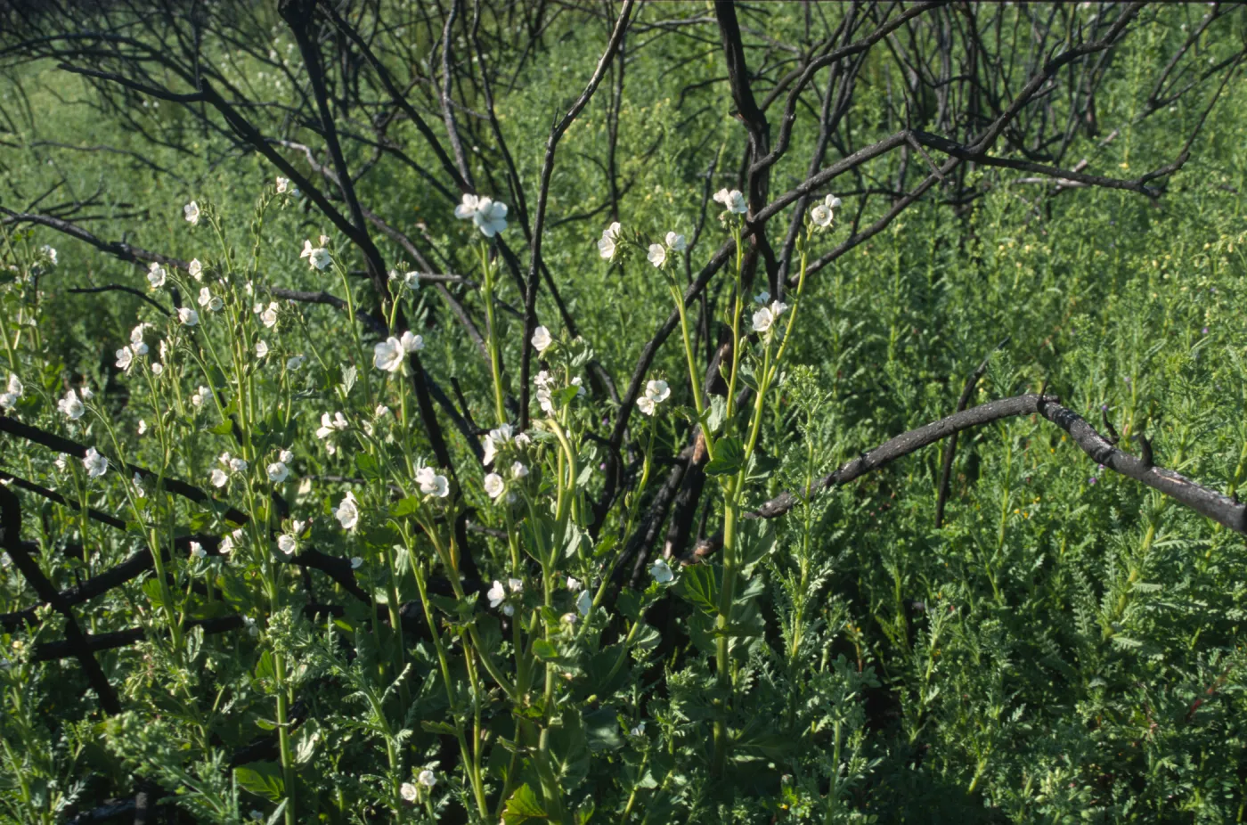 Phacelia viscida var. albiflora