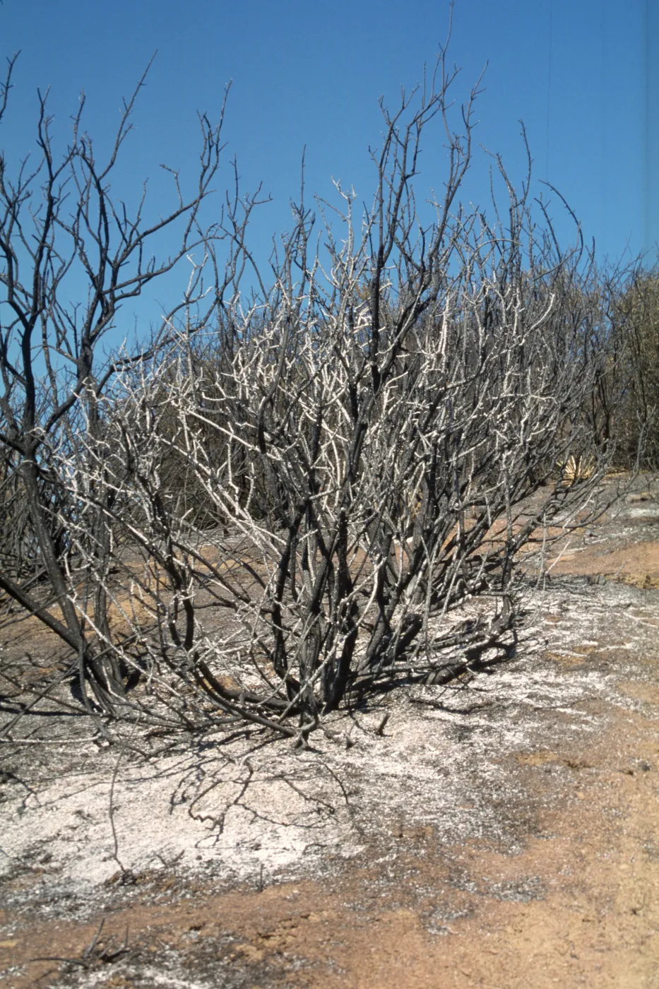 burned vegetation, Sage Hill