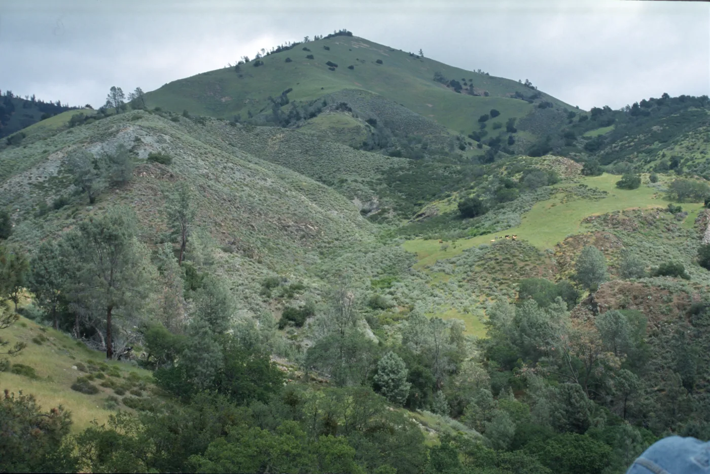 Grass Mountain, Foothill Woodland
